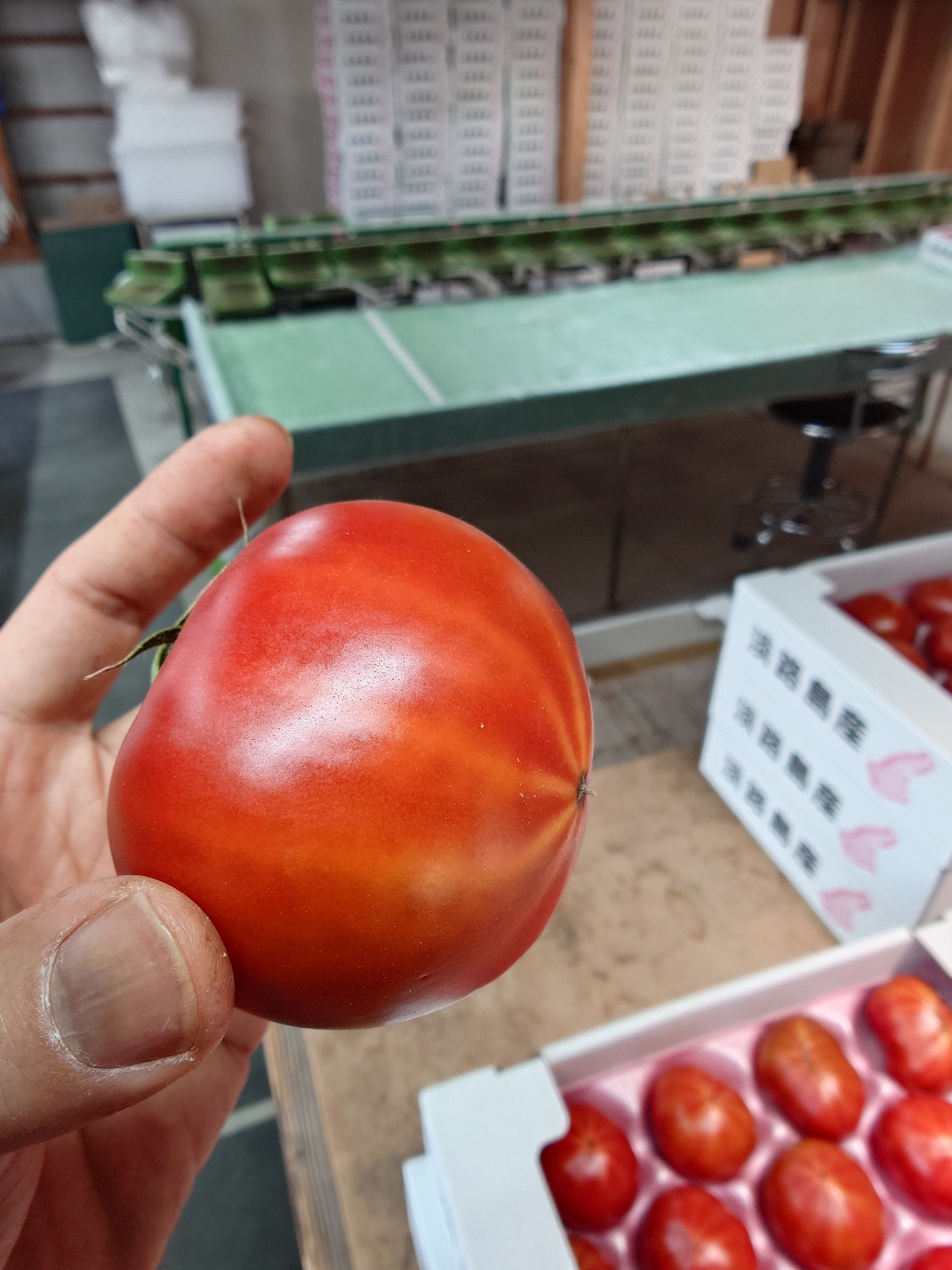 トマト 2026シーズンを振返る！少し腕が上がる。 – 奥田トマト農園